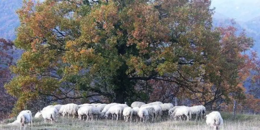 II° edizione della Festa del Pastore all'agriturismo Cà de Monti