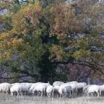 II° edizione della Festa del Pastore all'agriturismo Cà de Monti