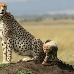 Viaggio di nozze in Kenya