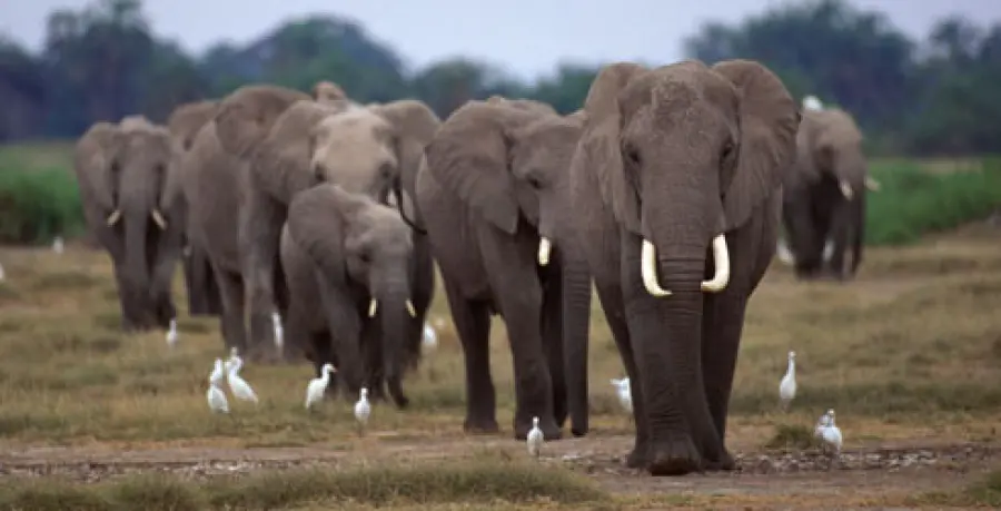 Safari organizzati nei parchi più belli del Kenya