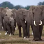 Safari organizzati nei parchi più belli del Kenya