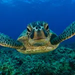 Scopriamo la Riserva delle Cesine nel Salento